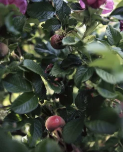 Rudolph Care Firming Eye Mask Neutral Sale