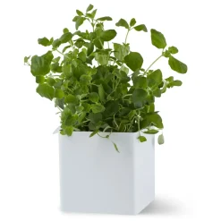 Gejst Flex Small Box Discount