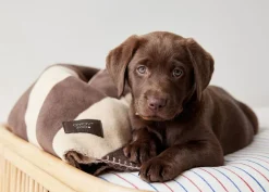 OYOY ZOO Kaya Dog Blanket 309 Choko Outlet