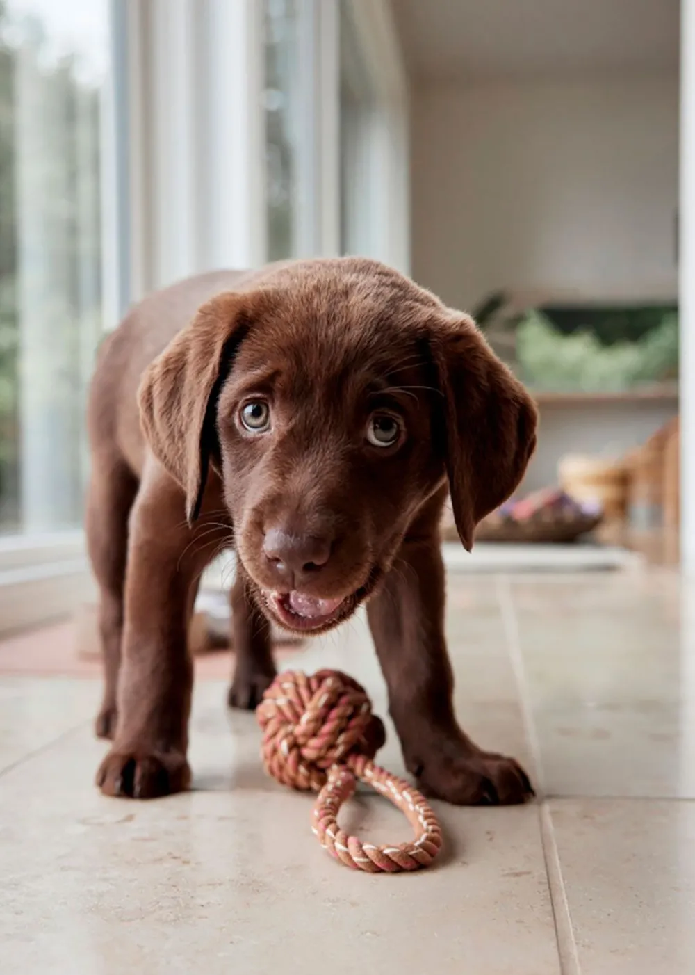 OYOY ZOO Otto Rope Dog Toy