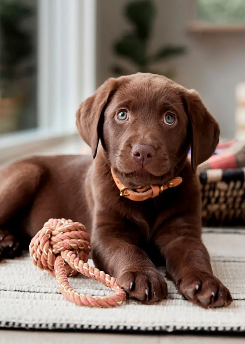 OYOY ZOO Otto Rope Dog Toy