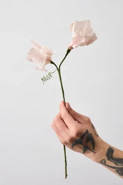 Studio About Paper Flower, Morning Glory Rose New